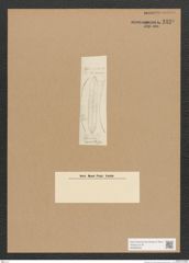 Diatomeae indet. Zeichnungen Sammlung Grunow Nr. 1690 (NHMW-BOT-W0368558)